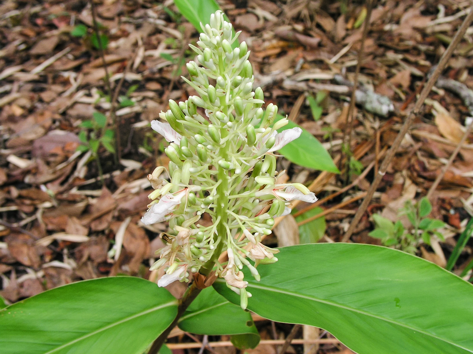 ข่า Alpinia galanga L.<br/>Zingiberaceae